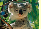 koala